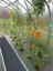 Zahradní skleník z polykarbonátu Standard - Varianta: PROFI 8 x 2,5 m