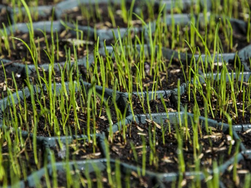 Zatrávňovacia tvárnica Covergrid Profi - Farba: zelená