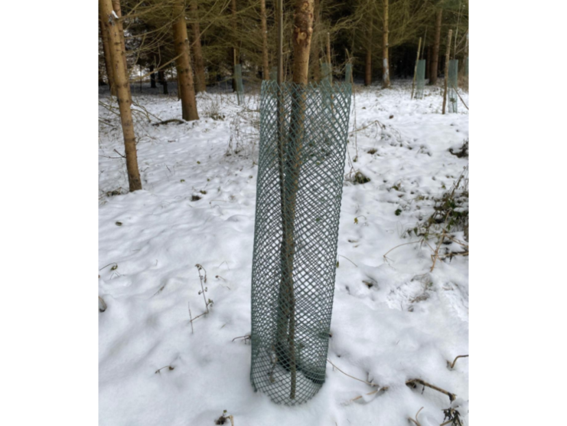 Kunststoffgeflecht als Verbissschutz für Bäume