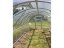 Gewächshaus aus Polycarbonat Baltik - Variante: 4 mm, Größe: 2 x 3 m