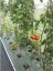 Záhradný skleník z polykarbonátu Standard - Varianta: 2 x 2,5 m