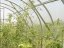 Zahradní skleník z polykarbonátu Classic - Varianta: Classic, Rozměr: 2 x 3 m