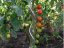 Špirálová tyč na paradajky