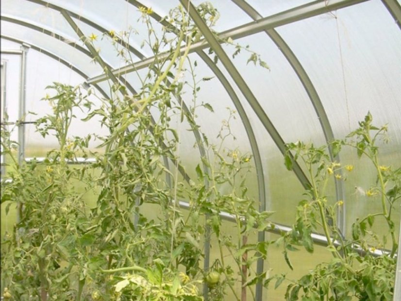 Gewächshaus aus Polycarbonat Classic - Variante: 4 mm, Größe: 4 x 3 m